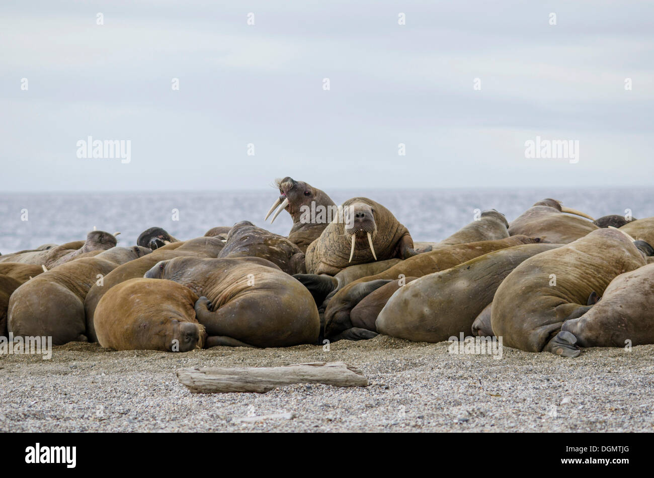 Group of male Walruses (Odobenus rosmarus), Torrellneset, Spitsbergen Island, Svalbard Archipelago, Svalbard and Jan Mayen Stock Photo