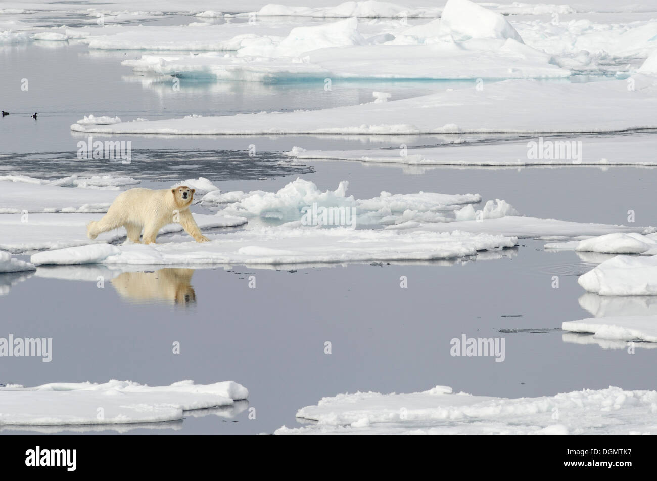 Polar Bear (Ursus maritimus) with a blood-stained brown coloured head on pack ice, north of Spitsbergen, Spitsbergen Island Stock Photo