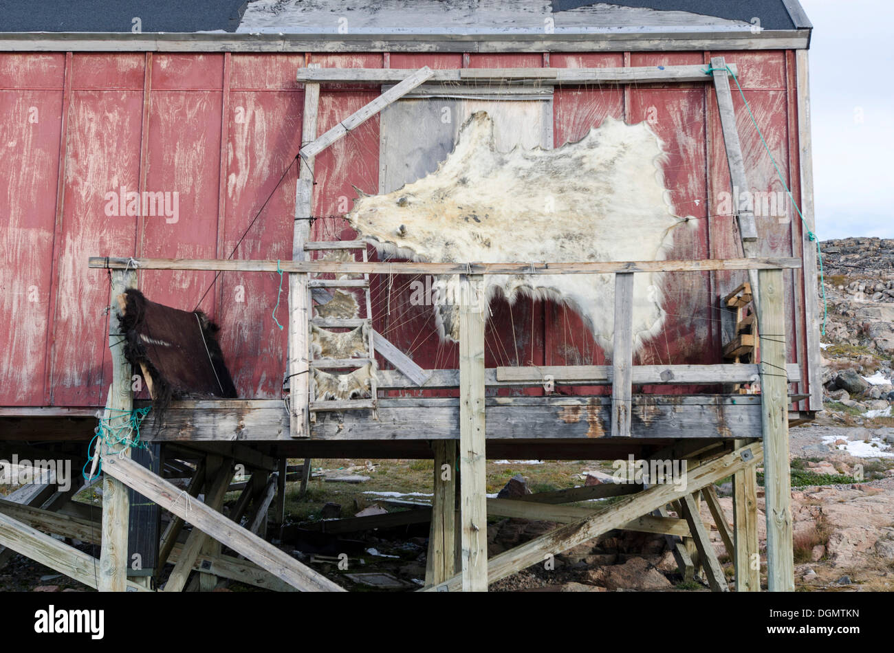 Polar bear skin drying on a frame outside a house in the Ittoqqortoormiit settlement, Scoresbysund, Ostgrönland, Greenland Stock Photo