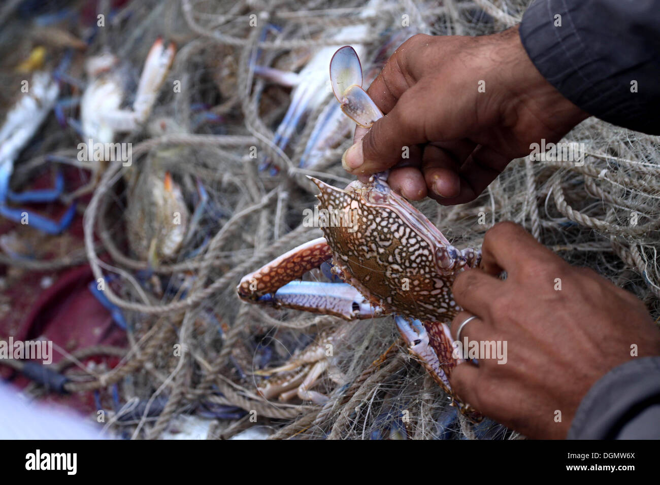 Oct. 23, 2013 - Gaza City, Gaza Strip, Palestinian Territory - A Palestinian fisherman takes a crab out of his net at the beach of Gaza City, on Oct. 23, 2013. Israel restricted the fishing zone to three nautical miles following the kidnapping of Israeli soldier Gilad Shalit in 2007. The Oslo Accords signed in 1993 with the Palestinian Authority stipulate that Gaza s fishing zone should extend to 20 nautical miles. The zone was then extended to six nautical miles as part of the Egyptian-brokered cease-fire in November 2012, but Israel intermittently reduce it to three nautical miles each time Stock Photo