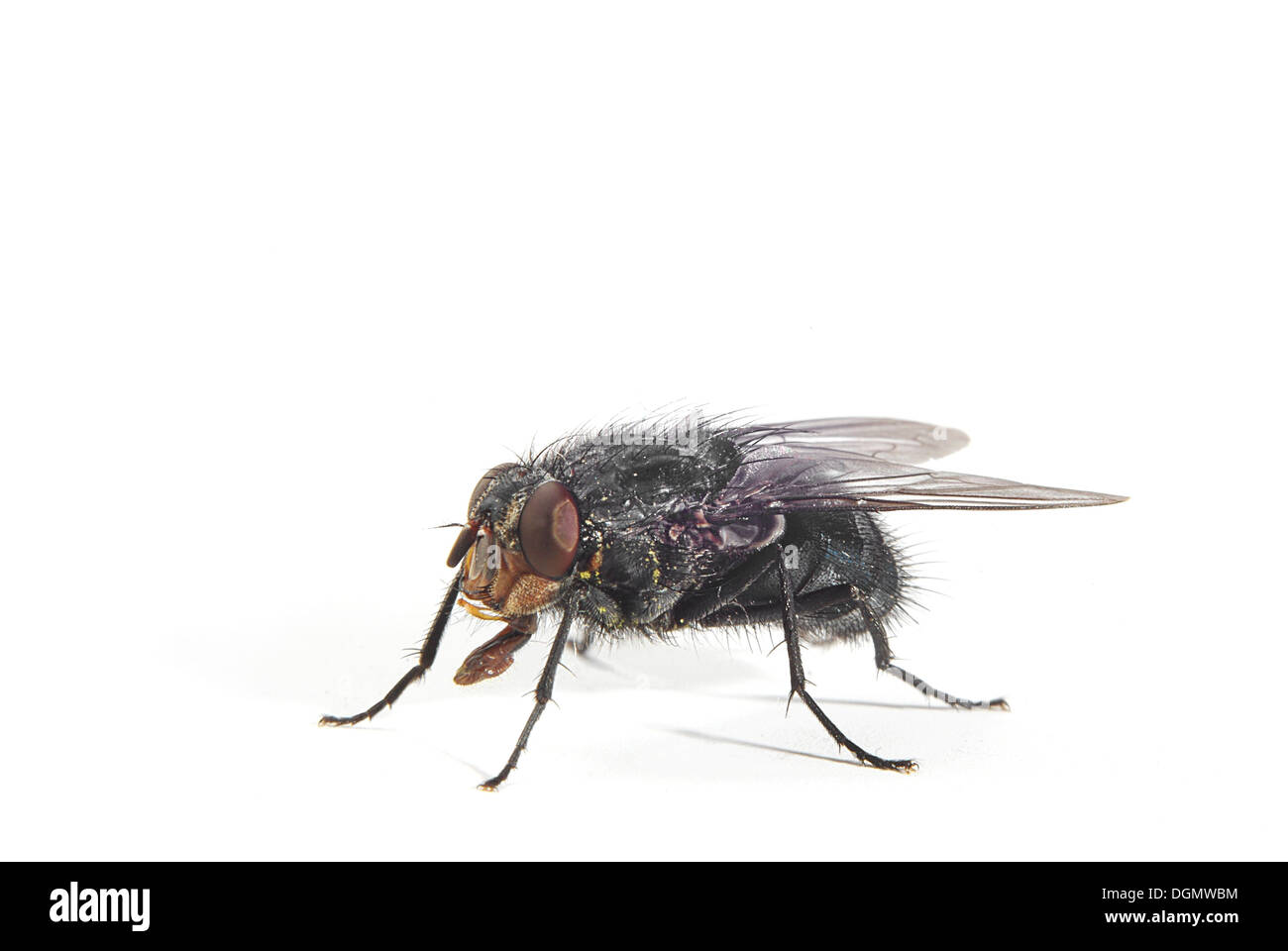bluebottle fly on white background Stock Photo