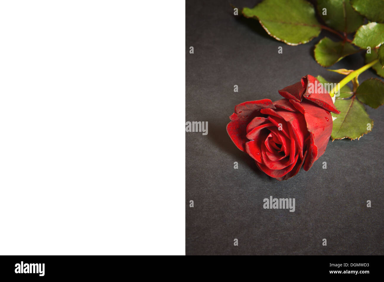 Red rose with copy space for a loving message Stock Photo - Alamy