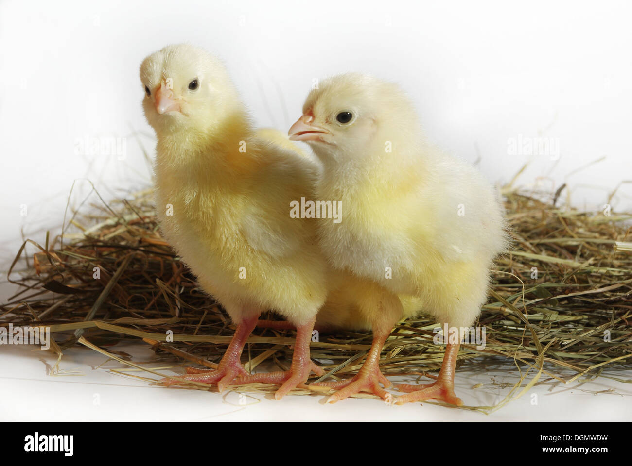three nestlings on hay on white background Stock Photo