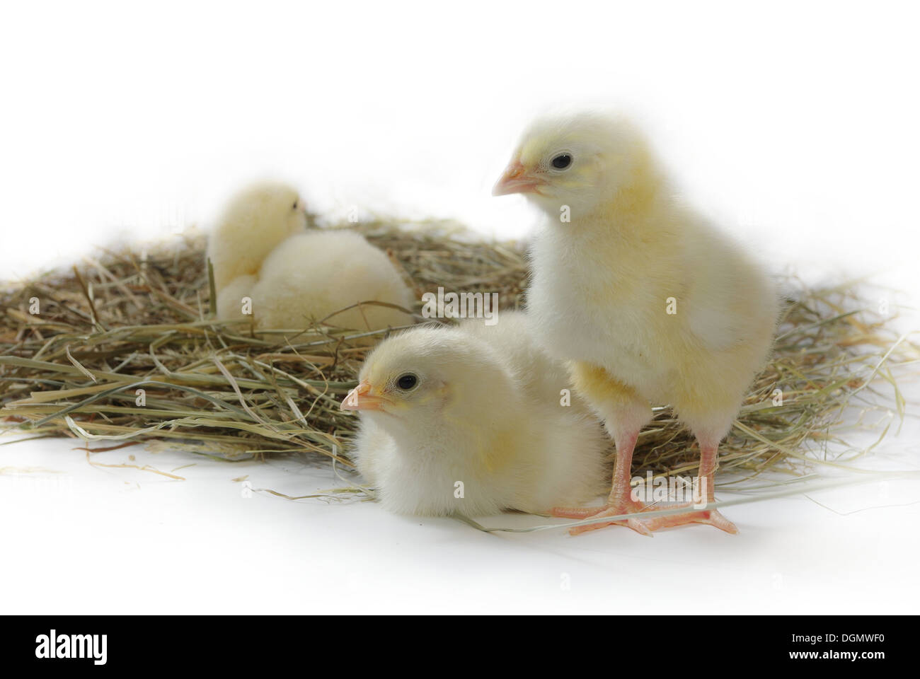 three nestlings on hay on white background Stock Photo