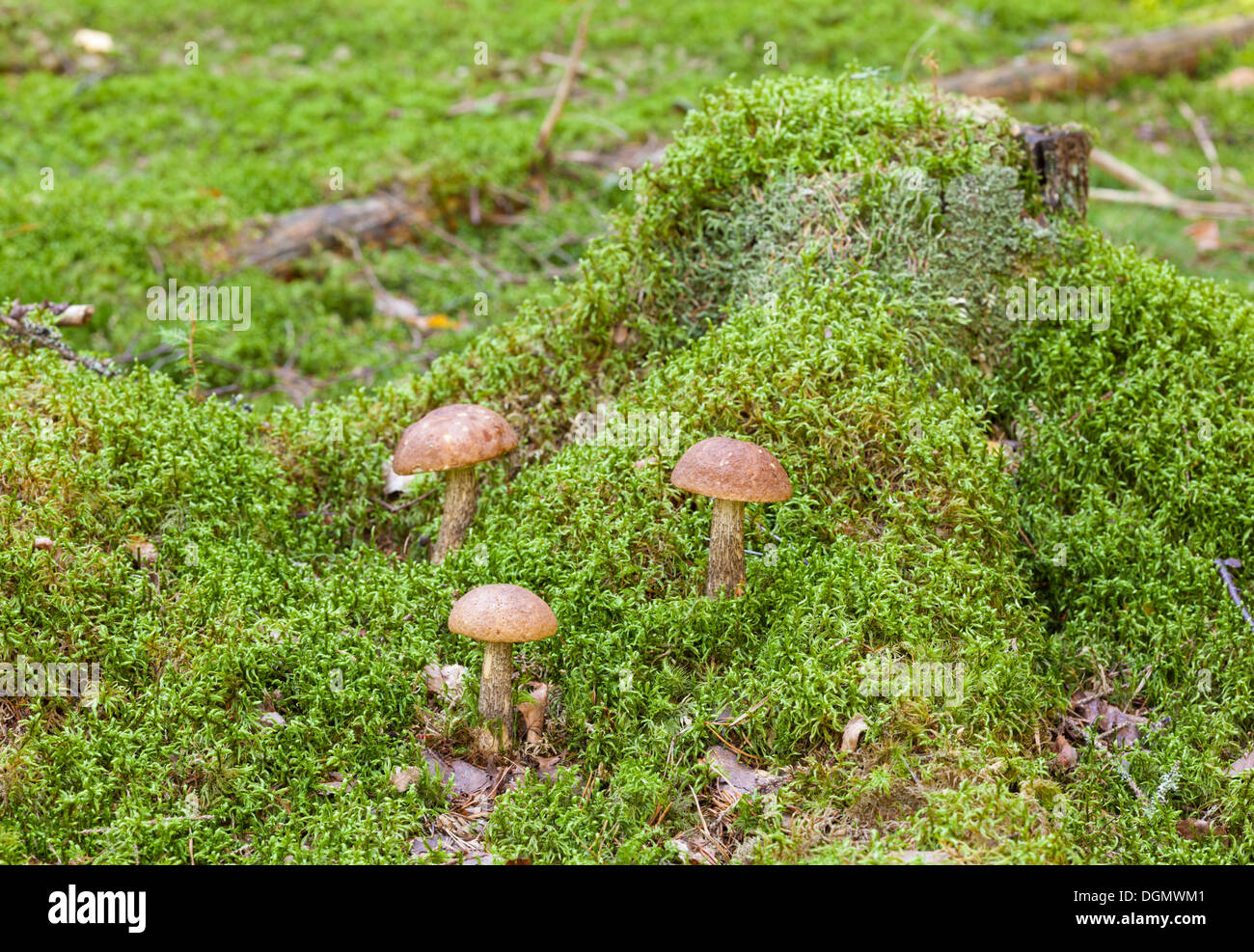 Autumn mushrooms in Finland Stock Photo