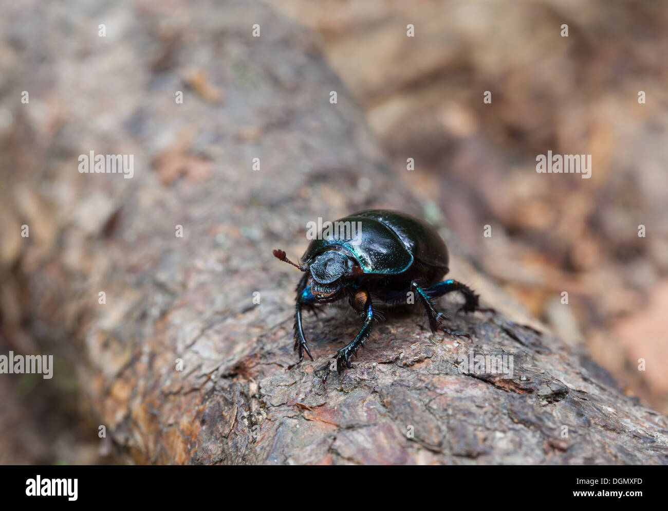 Earth-boring dung beetle Stock Photo