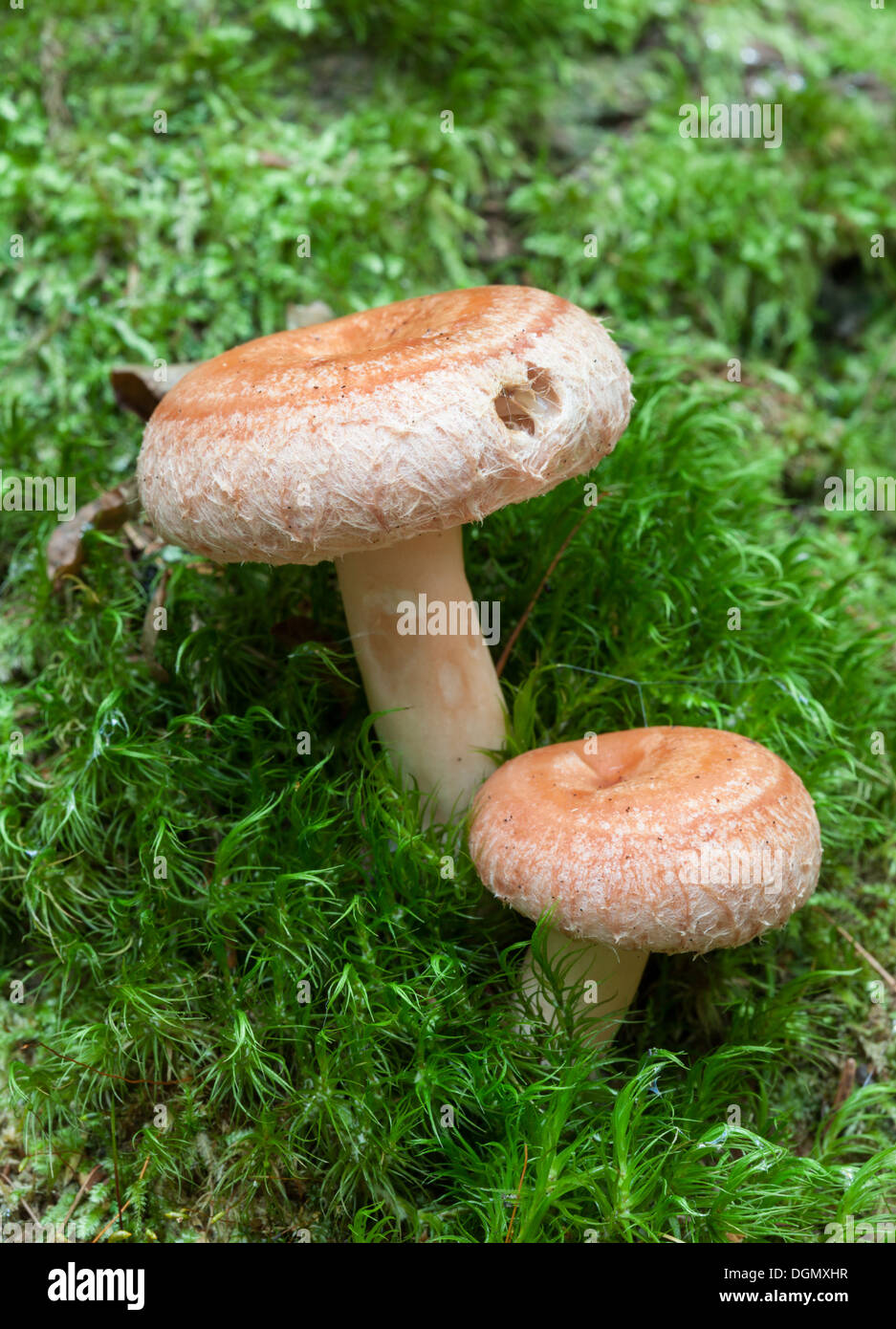 Beautiful autumn mushrooms Stock Photo