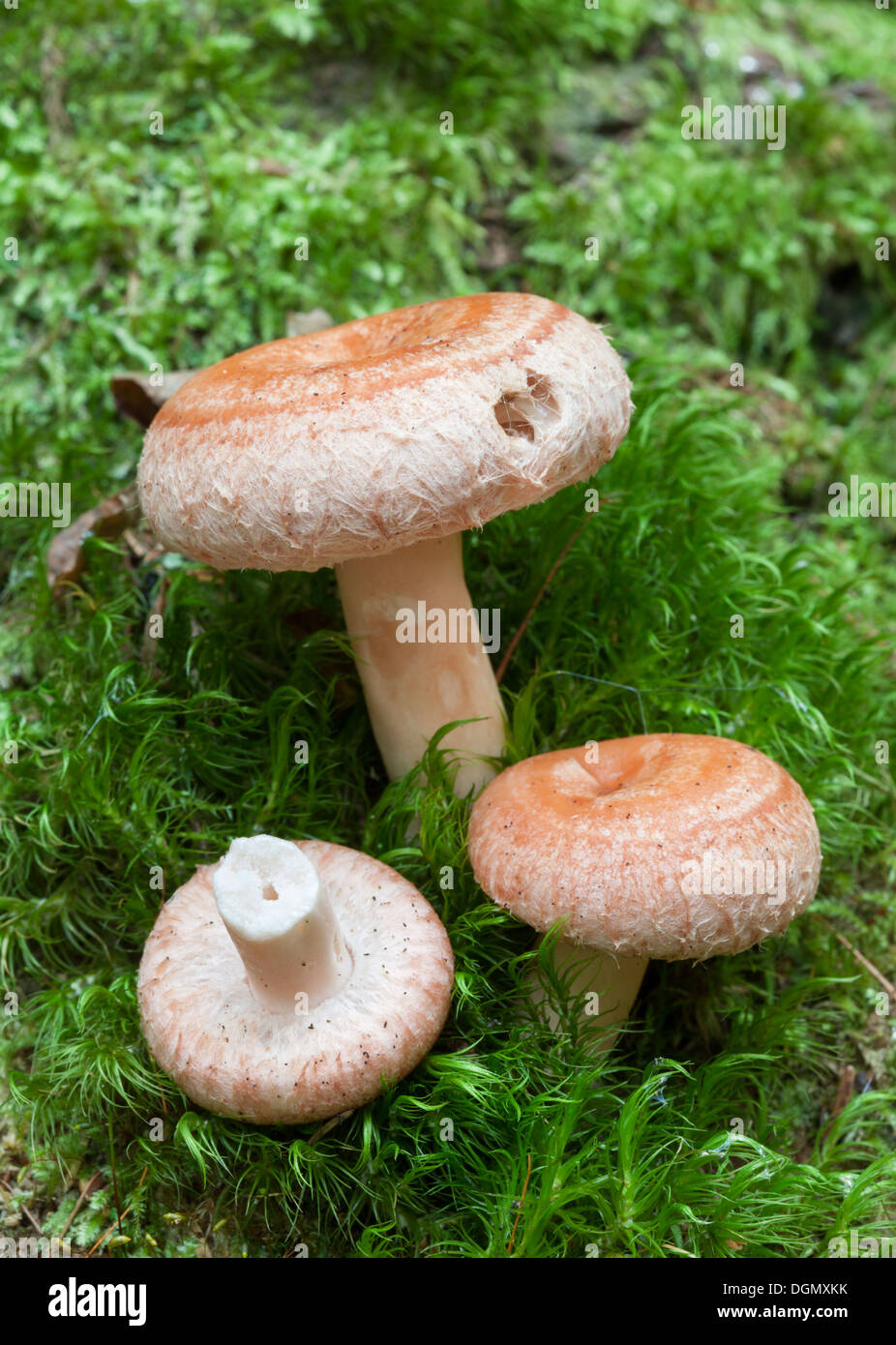 Beautiful autumn mushrooms Stock Photo