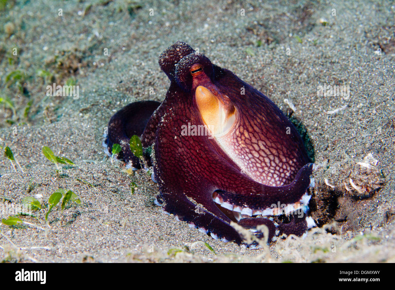 Coconut octopus - Amphioctopus marginatus, Lembeh Strait, Indonesia Stock Photo