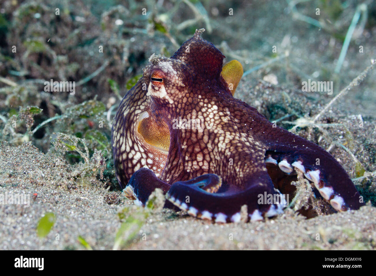 Coconut octopus - Amphioctopus marginatus, Lembeh Strait, Indonesia Stock Photo