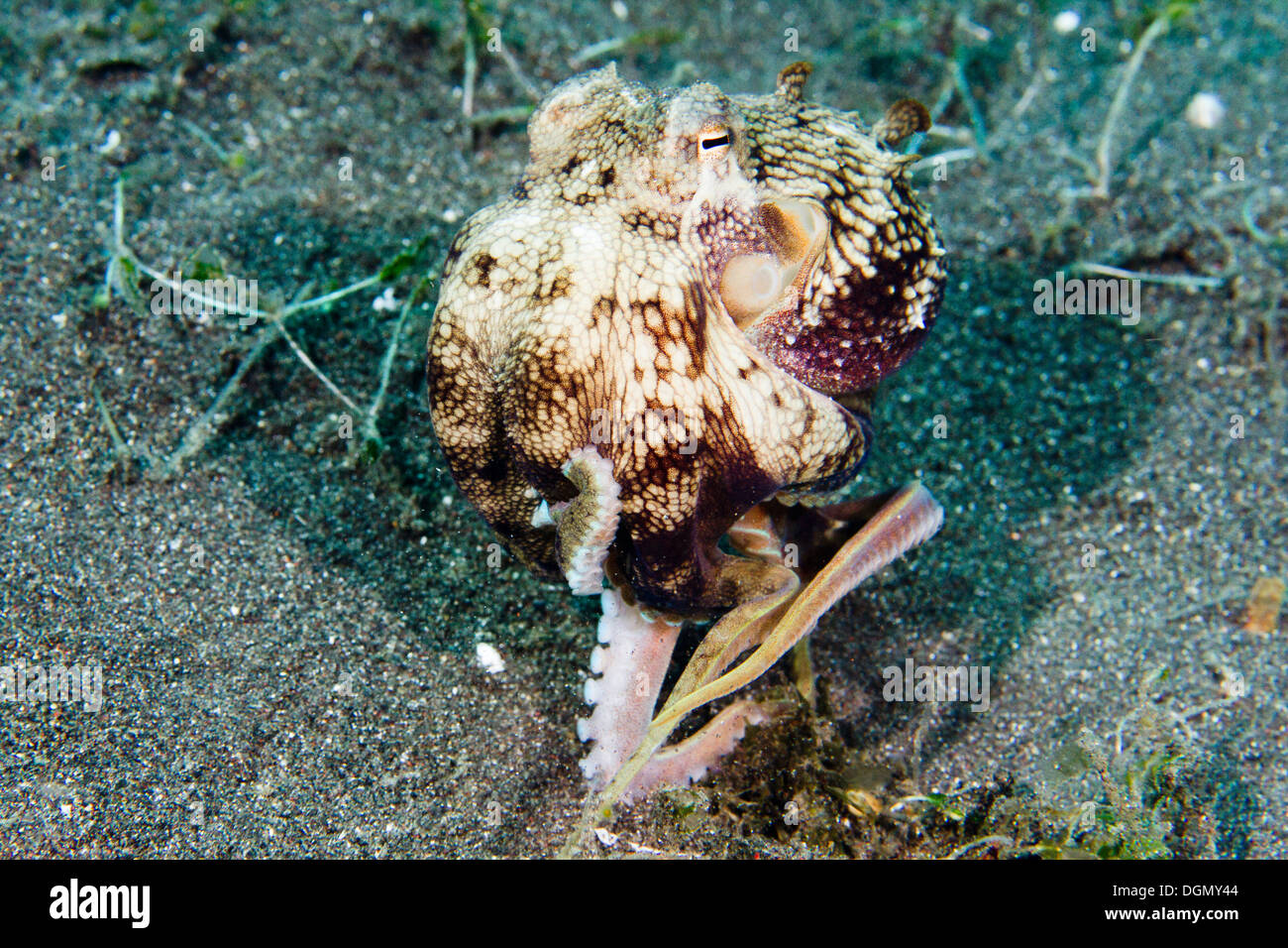 Coconut octopus - Amphioctopus marginatus, showing bipedal motion, Lembeh Strait, Indonesia Stock Photo