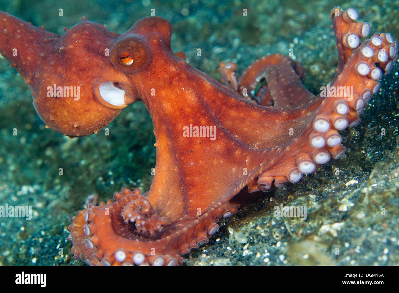 Starry night octopus - Octopus luteus, Lembeh Strait, Sulawesi, Indonesia Stock Photo