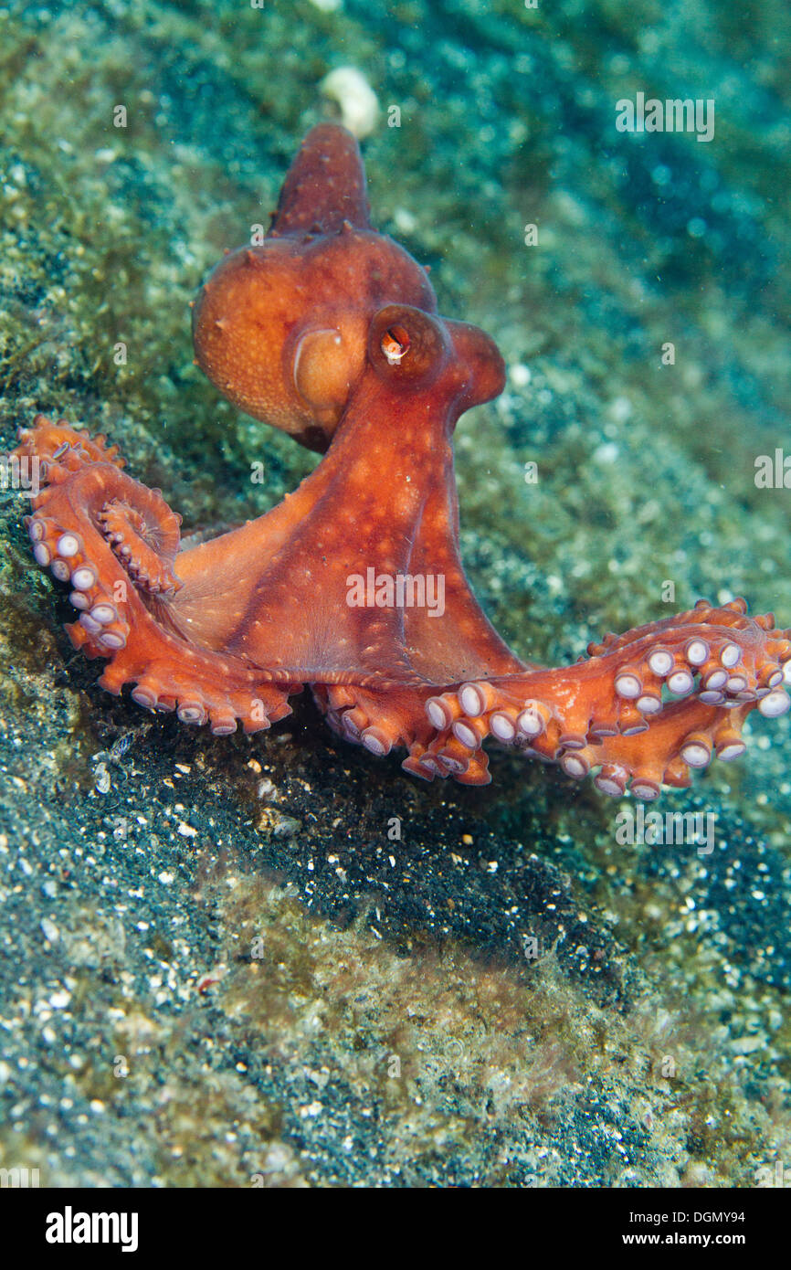 Starry night octopus - Octopus luteus, Lembeh Strait, Sulawesi, Indonesia Stock Photo