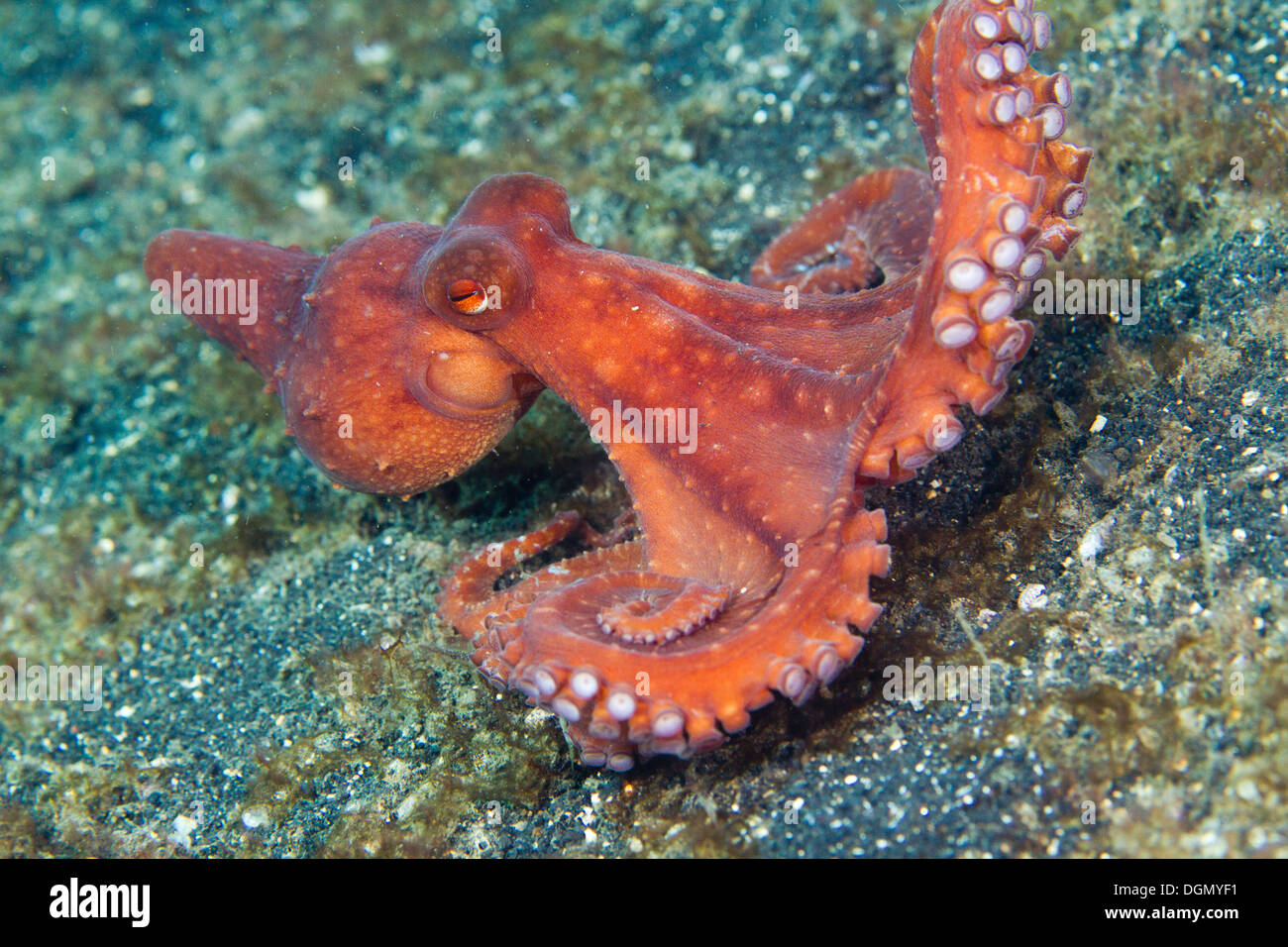 Starry night octopus - Octopus luteus, Lembeh Strait, Sulawesi, Indonesia Stock Photo