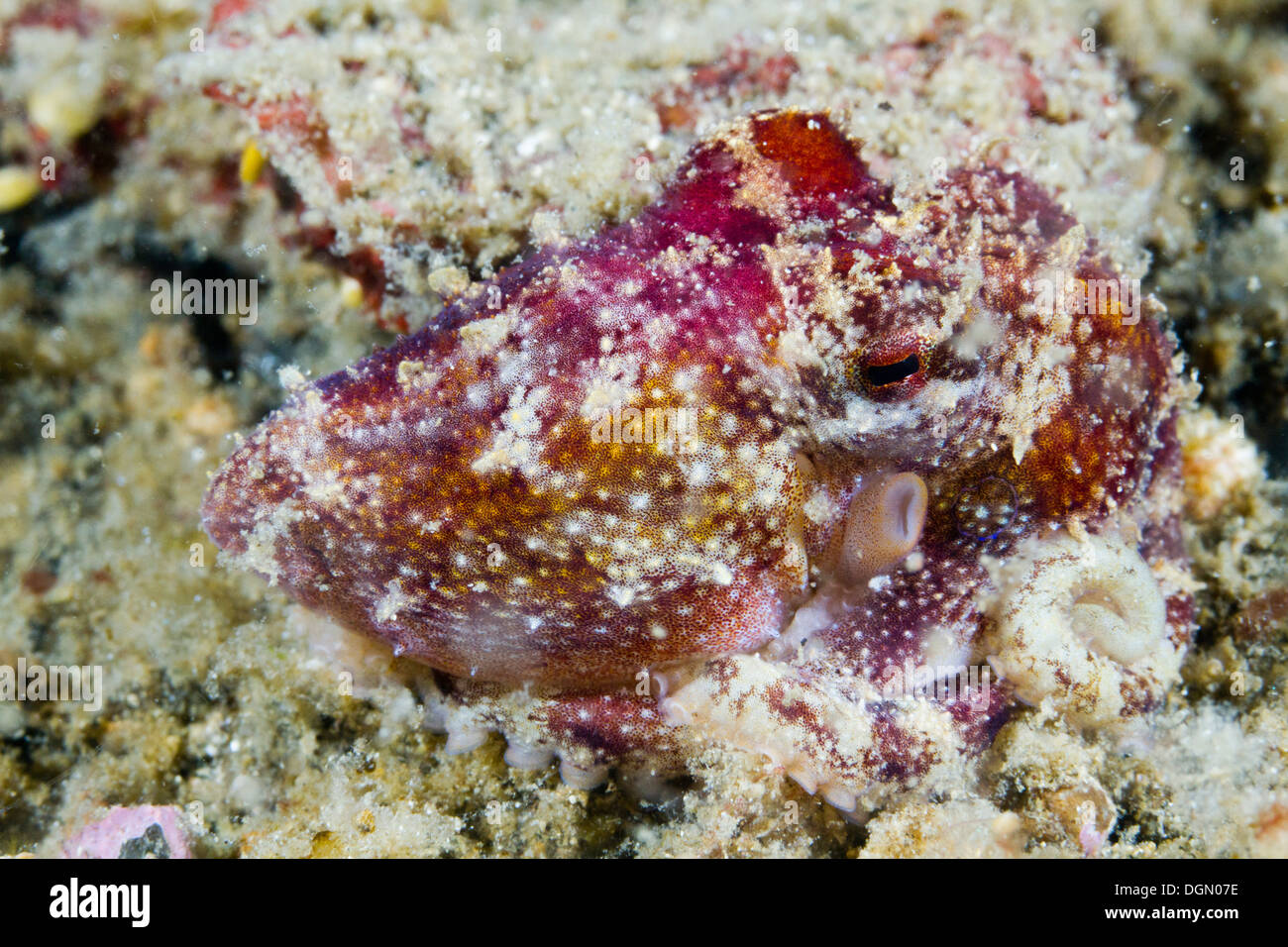 Poison Ocellate Octopus - Octopus mototi, camouflaged against the seabed,  Lembeh Strait, Sulawesi, Indonesia Stock Photo