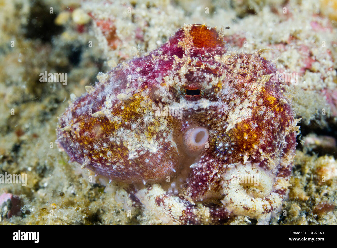 Poison Ocellate Octopus - Octopus mototi, Lembeh Strait, Sulawesi, Indonesia Stock Photo