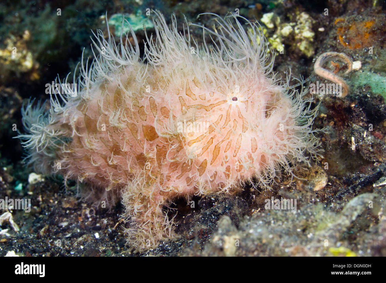 Hairy or striated frogfish - Antennarius striatus with lure to attract prey, Lembeh Strait, Indonesia Stock Photo