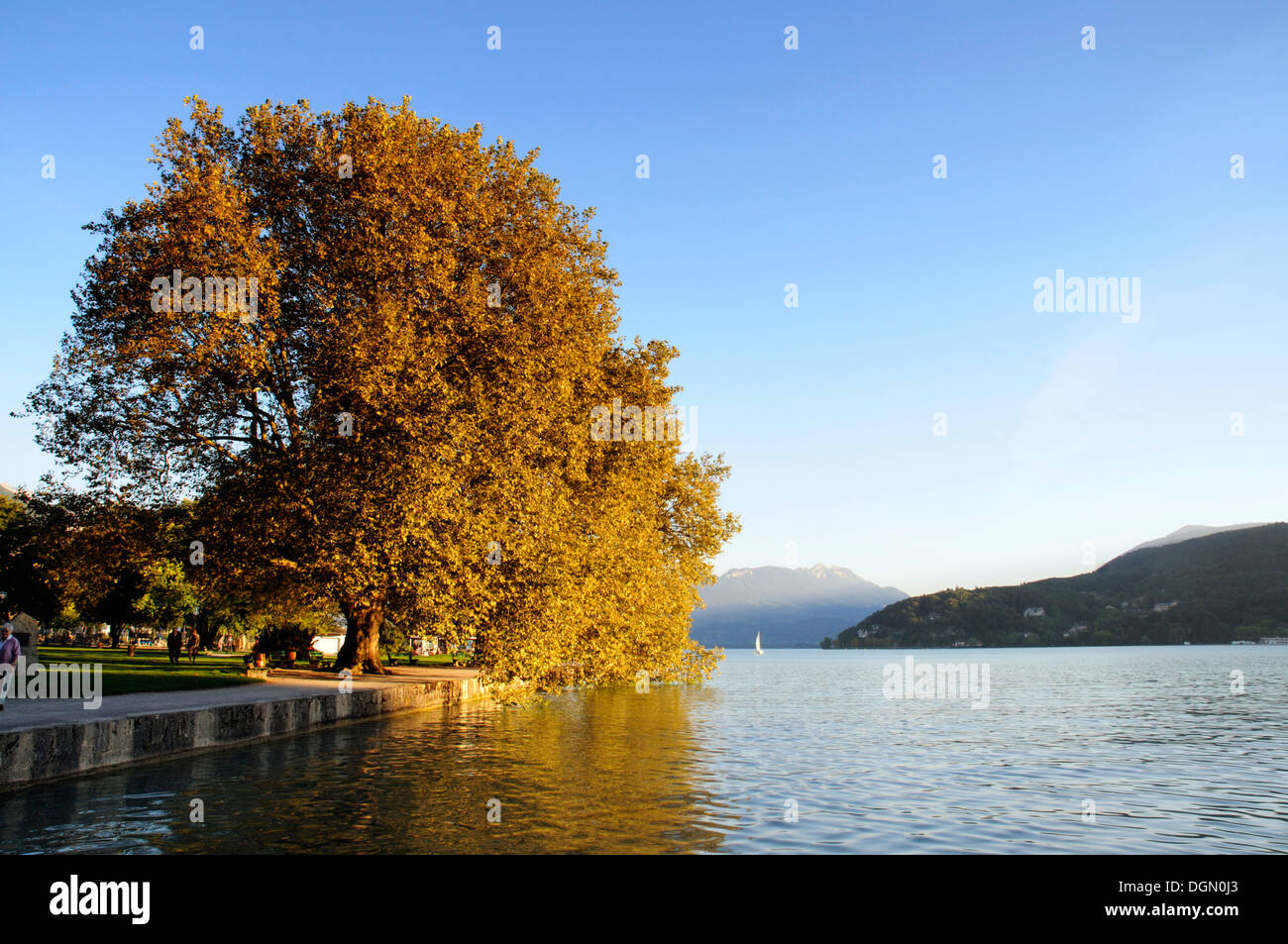 Lovely by autumn trees by Lac Annecy Stock Photo