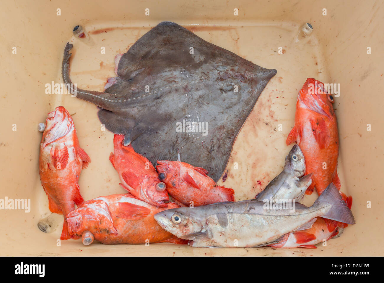 Redfish, Skate and trout freshly caught, Iceland Stock Photo