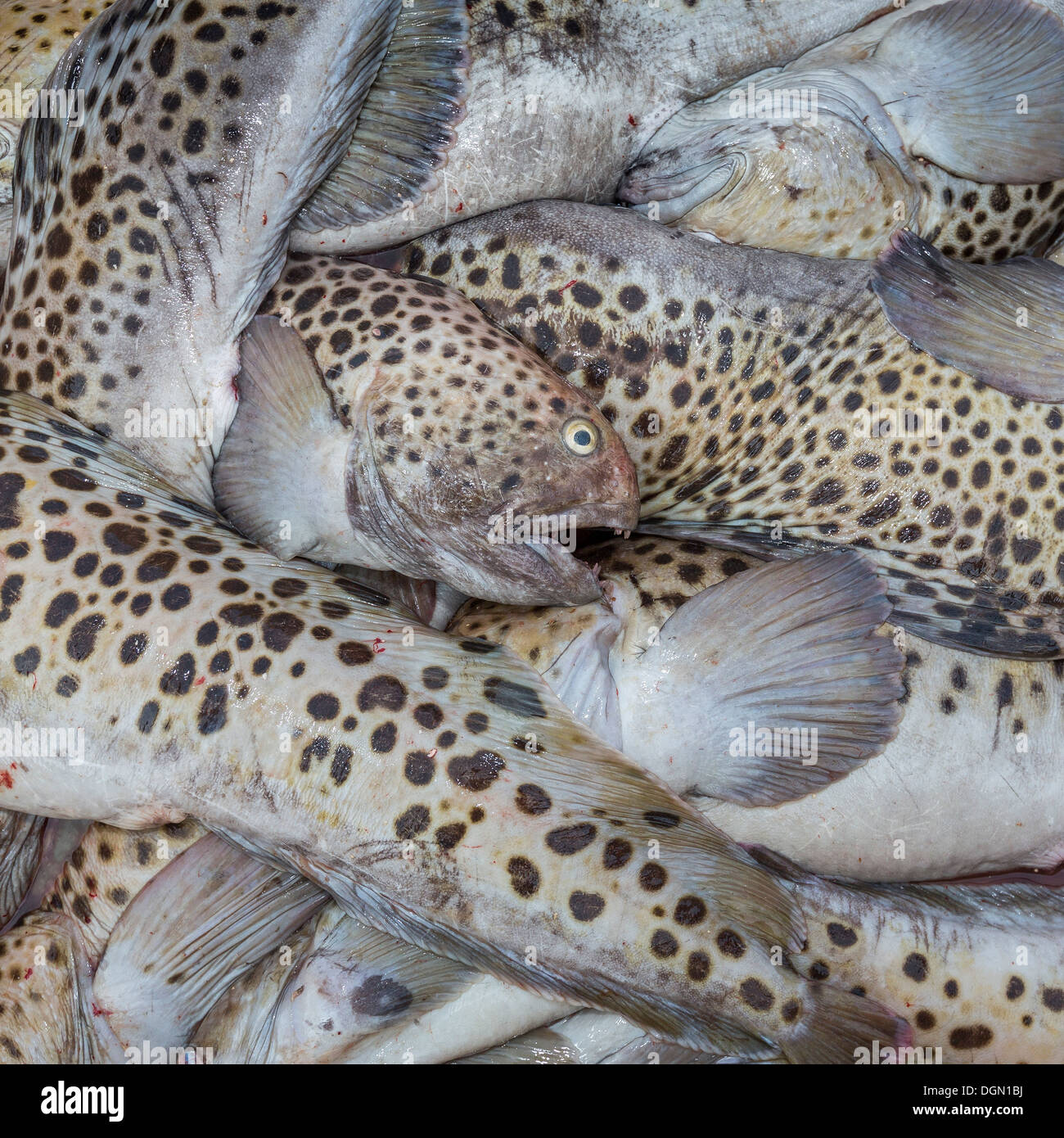 Spotted Wolffish, Iceland Stock Photo