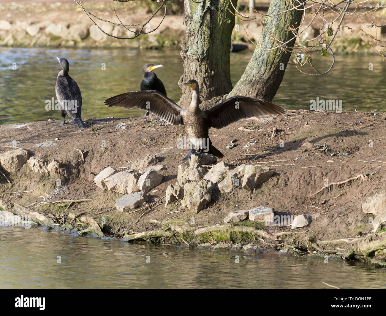 Three Cormorants Phalacrocorax carbo one drying wings after fishing on a small lake in an urban park Stock Photo
