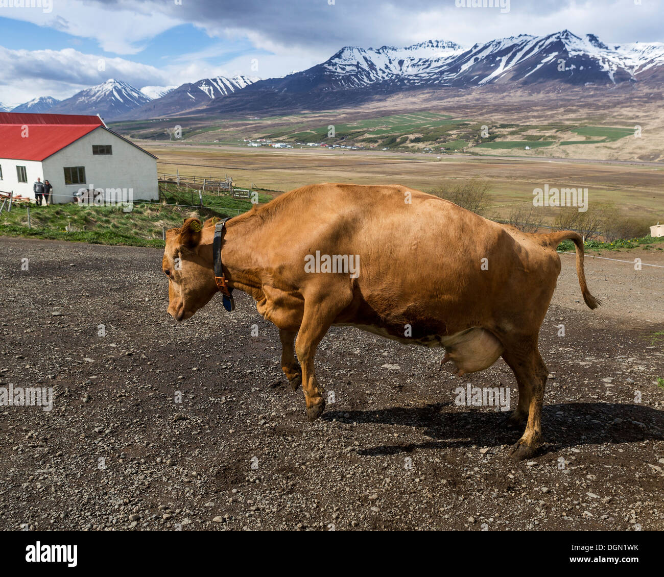 Dairy cows are set free to roam around after being locked inside, Akureyri, Iceland Stock Photo