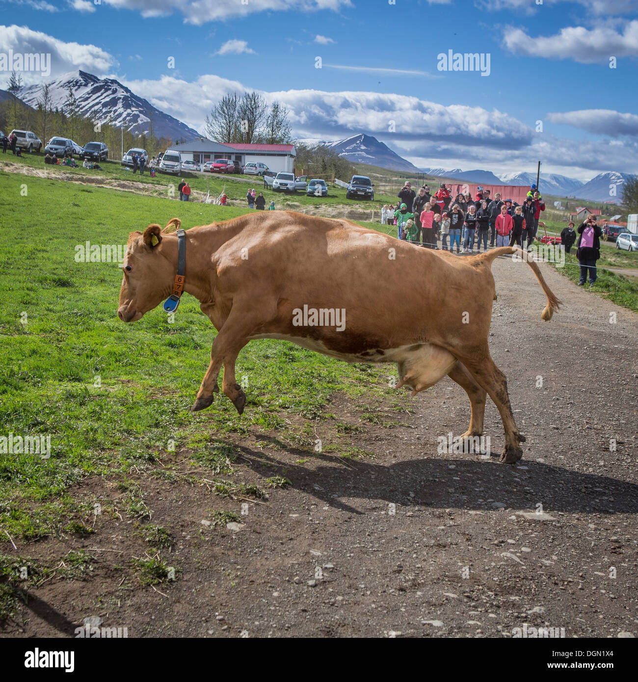 People watch as a dairy cows are set free to roam around after being locked inside, Akureyri, Iceland Stock Photo