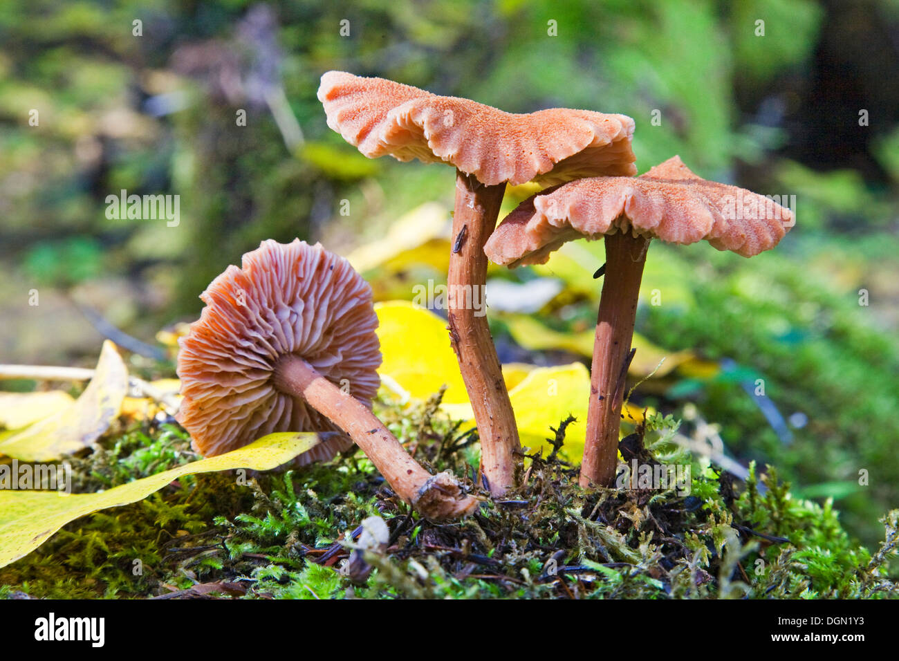 Laccaria bicolor, a common forest mushroom throughout the Pacific Northwest Stock Photo