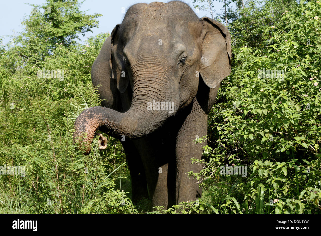 ASIAN ELEPHANT UDAWALAWE SAFARI PARK SRI LANKA 16 March 2013 Stock Photo