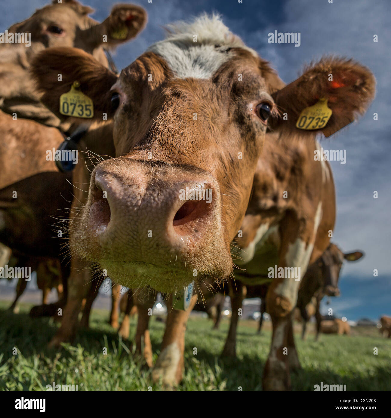 Dairy cows, Iceland Stock Photo