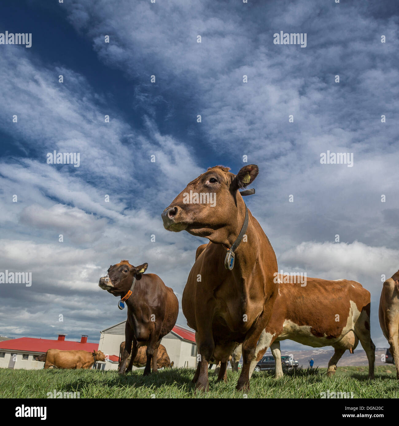 Dairy cows, Iceland Stock Photo