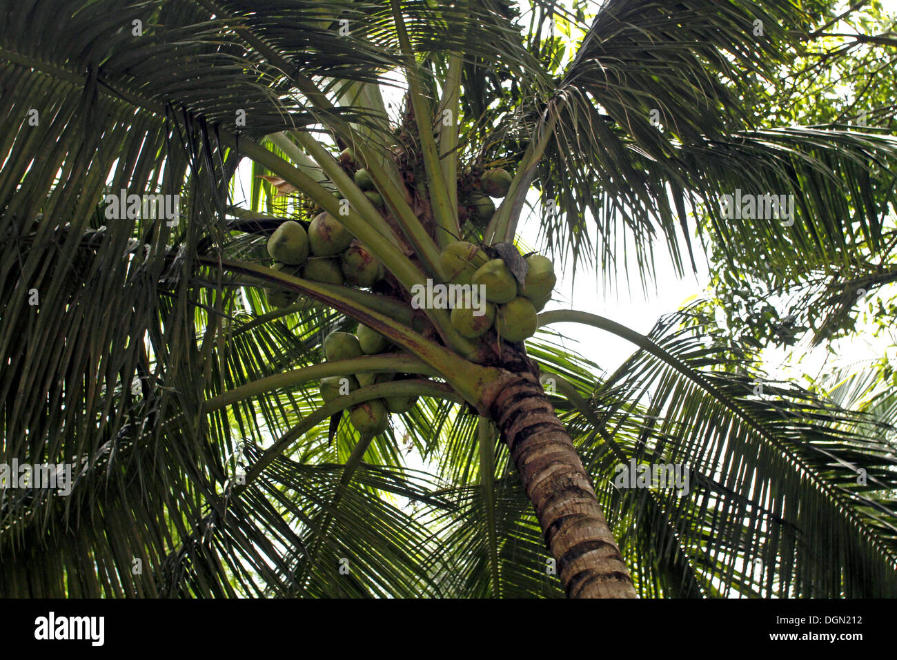 KING COCONUTS IN PALM TREE UDAWALAWE SRI LANKA 16 March 2013 Stock Photo