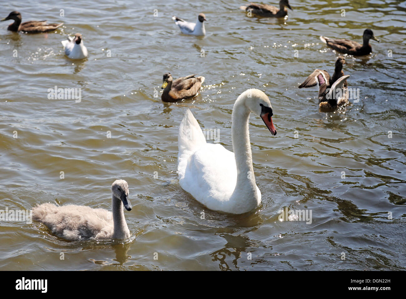 Stralsund, Germany, Mute Swan and ducks Stock Photo