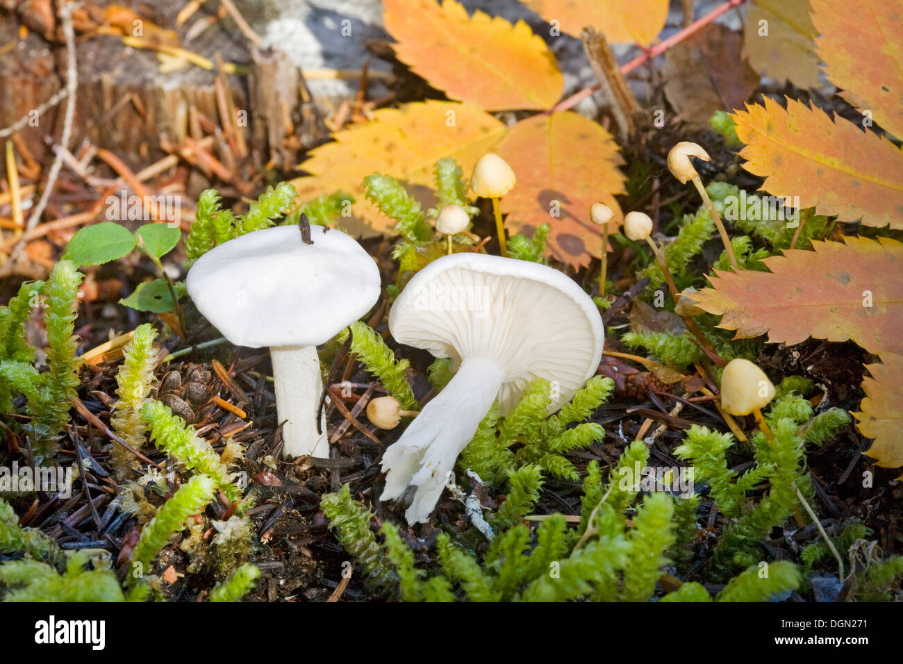 hygrophorus piceae, a snow white mushroom from the Pacific Northwest Stock Photo