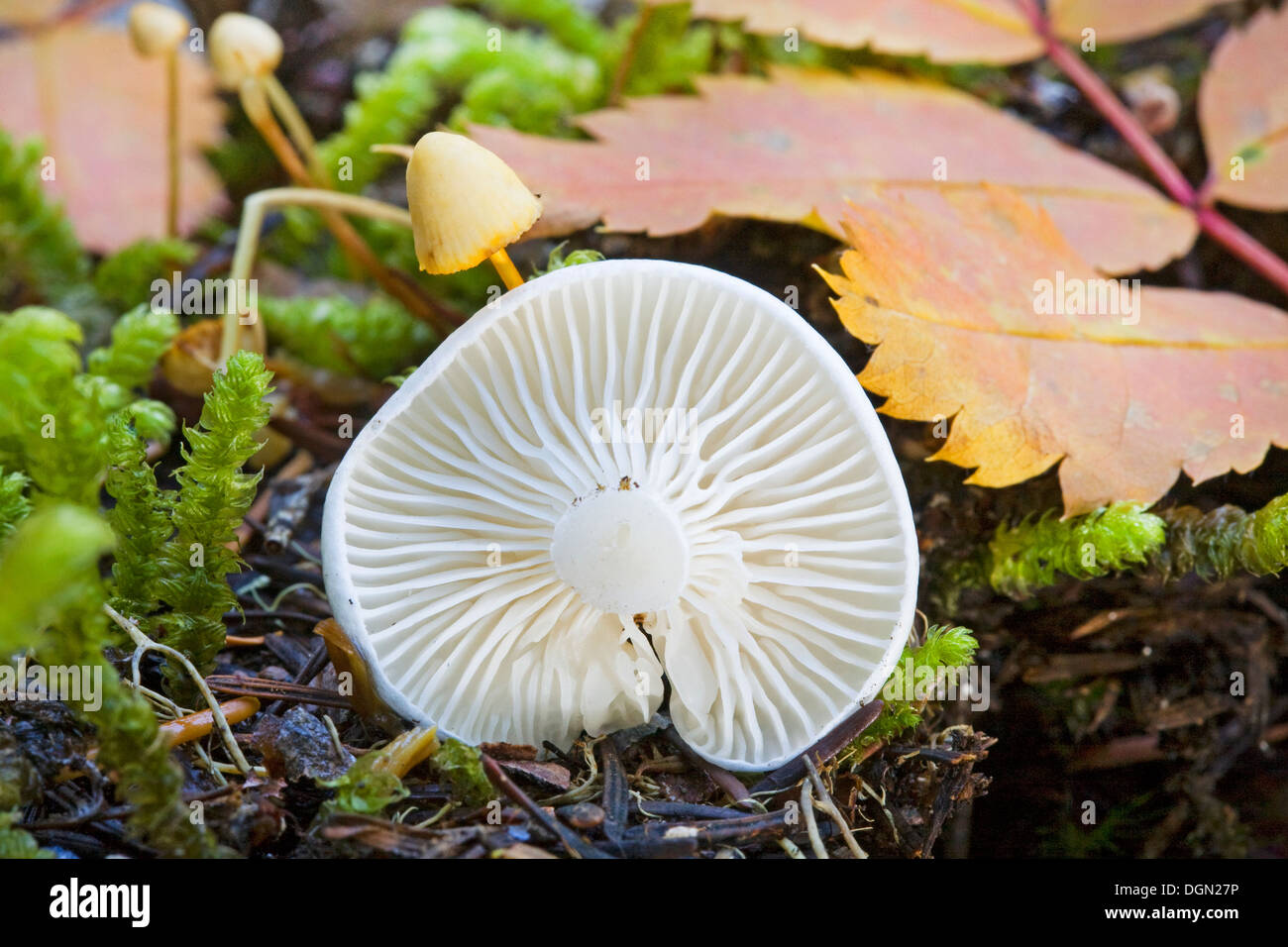 The cap of a Hygrophorus piceae, a snow white mushroom of the pacific northwest Stock Photo