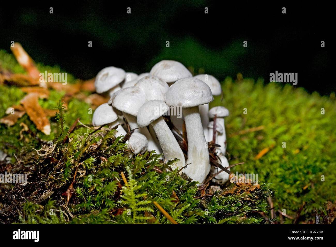 A stand of white cortinarius wild mushrooms from the forests of the Pacific Northwest Stock Photo