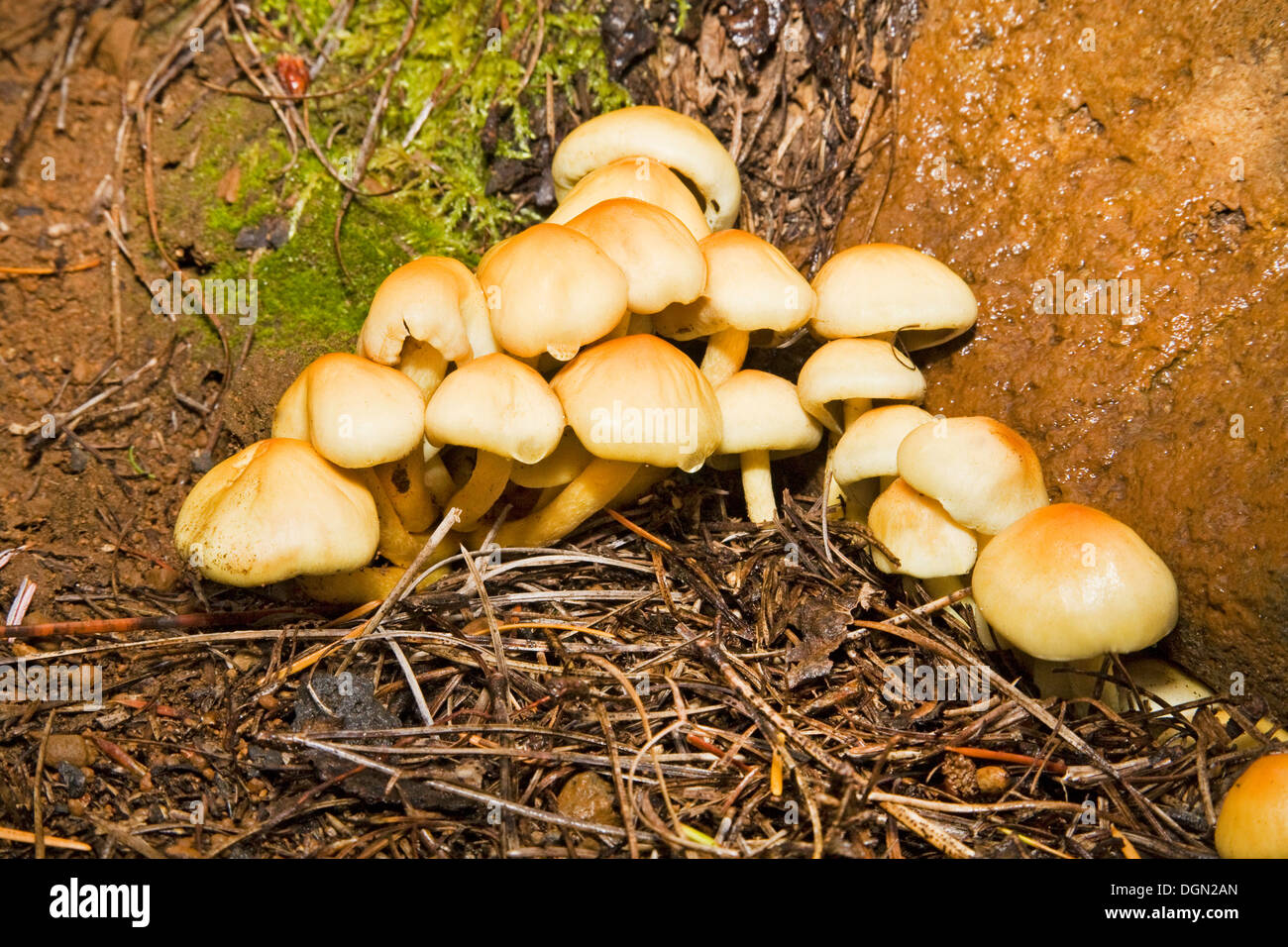 Mushrooms in oregon hires stock photography and images Alamy
