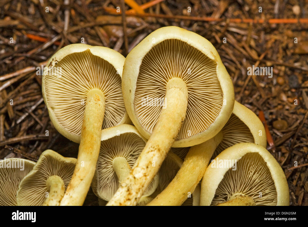 Pholiota spumosa, wild mushrooms growing in the Oregon Cascade