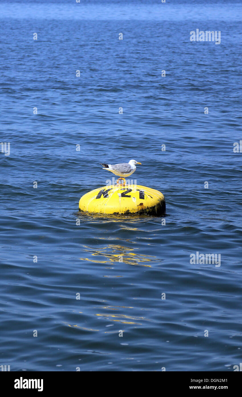 Ruegen, Germany, Herring Gull sitting on a buoy in the Baltic Sea Stock Photo