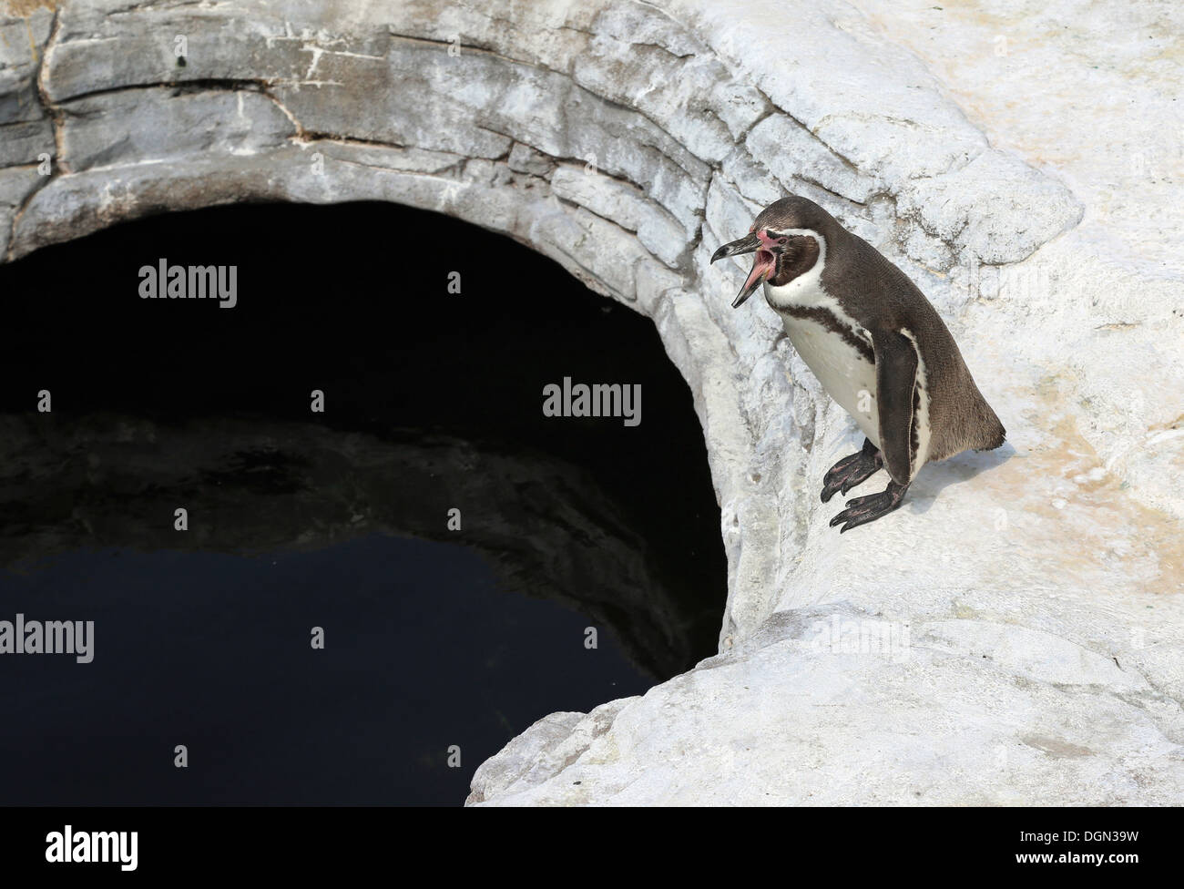 Stralsund animal husbandry hi-res stock photography and images - Alamy