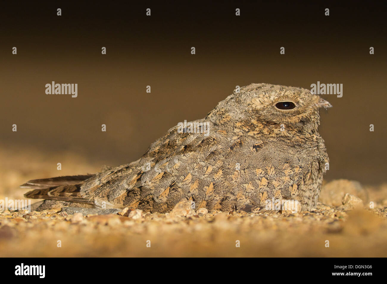 Sykes's Nightjar or the Sindh Nightjar (Caprimulgus mahrattensis Stock