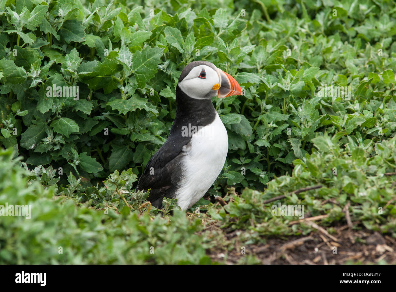 Puffin stood in herbage at nesting burrow Stock Photo