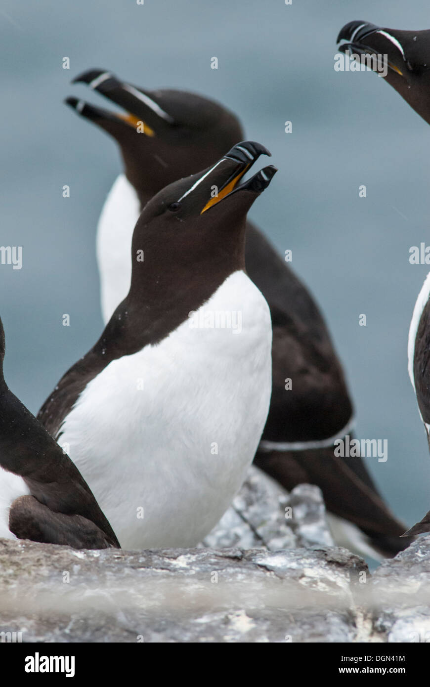 Razorbills farne hi-res stock photography and images - Alamy