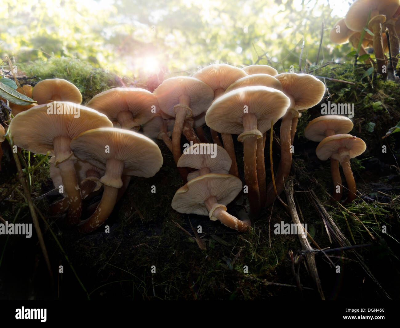 A cluster of honey fungus growing from a fallen tree into the light Stock Photo