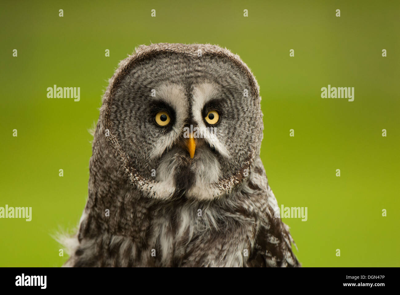Portrait of captive Owl Stock Photo