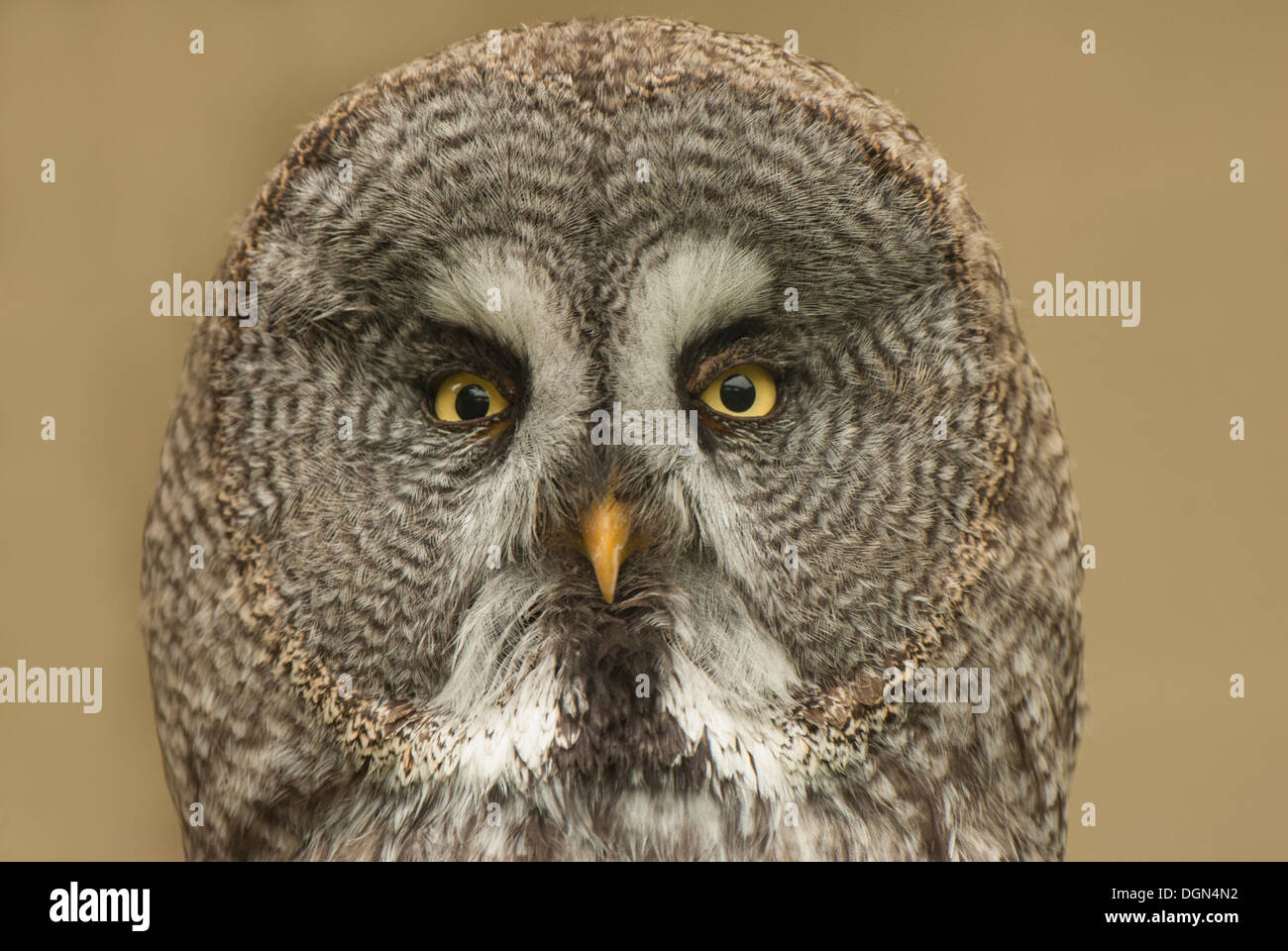 Head on of captive owl Stock Photo