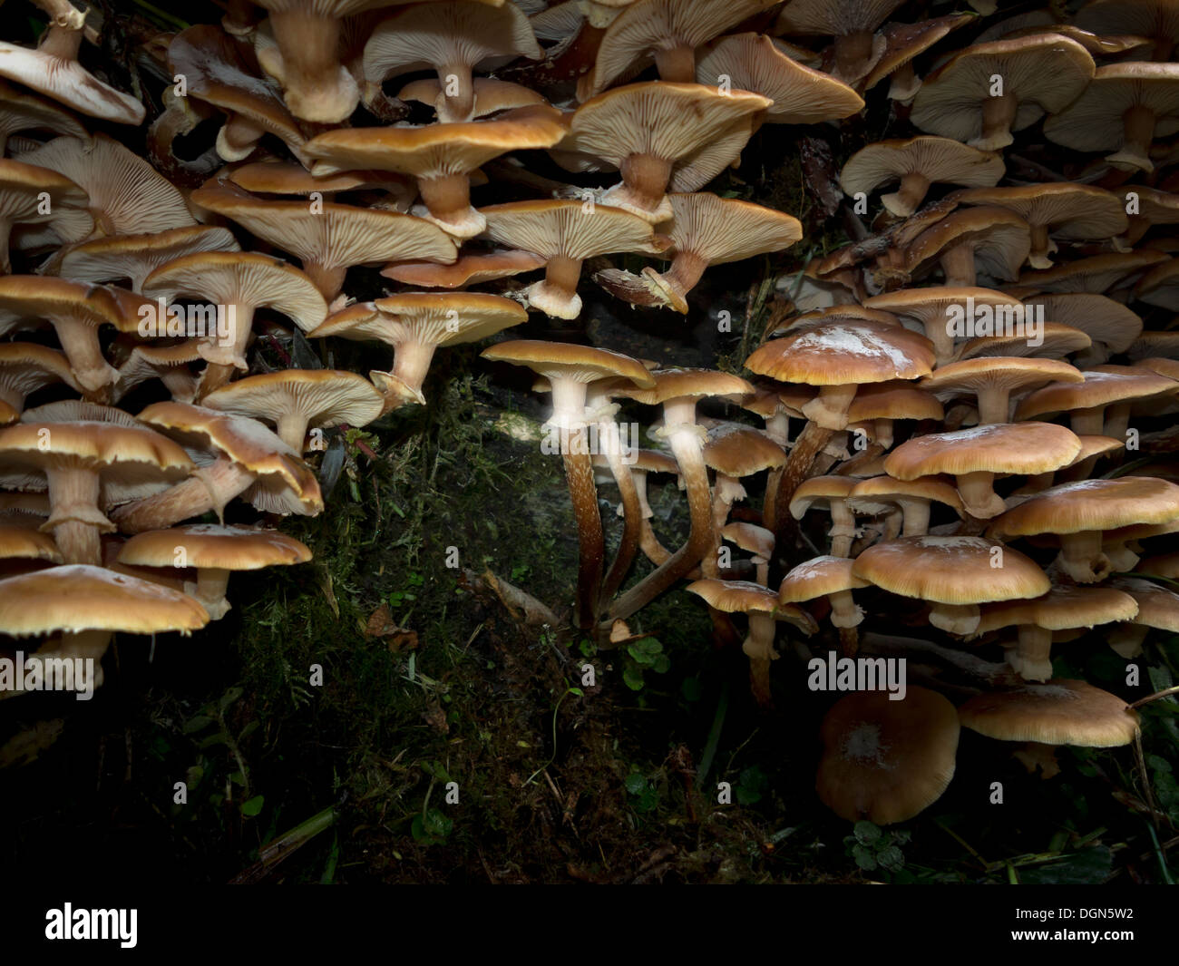 A cluster of honey fungus growing from a fallen tree Stock Photo