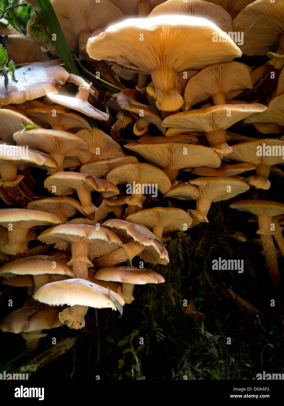 A cluster of honey fungus growing from a fallen tree Stock Photo