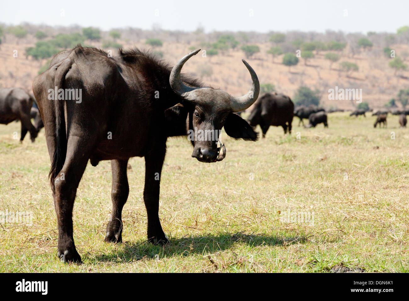 Female African buffalo ( Syncerus Caffer ), Chobe National Park Stock Photo  - Alamy