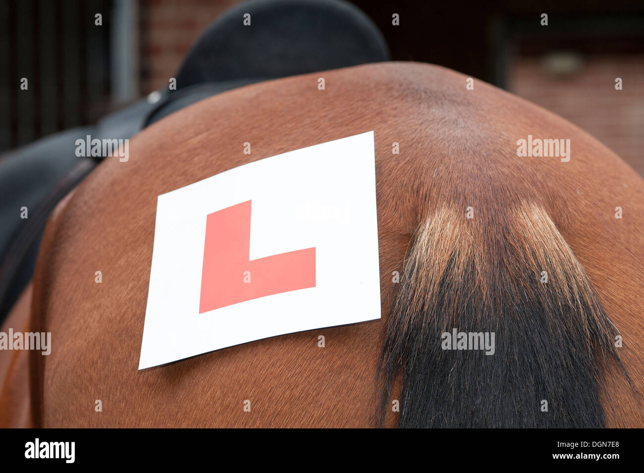 Learning to ride L plate on the rump of a horse Stock Photo